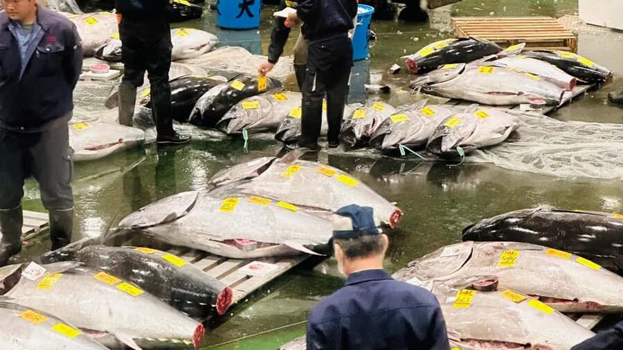 Tokyo: Toyosu Tuna Auction &Tsukiji Market Gourmet Adventure - Key Points You Should Care About