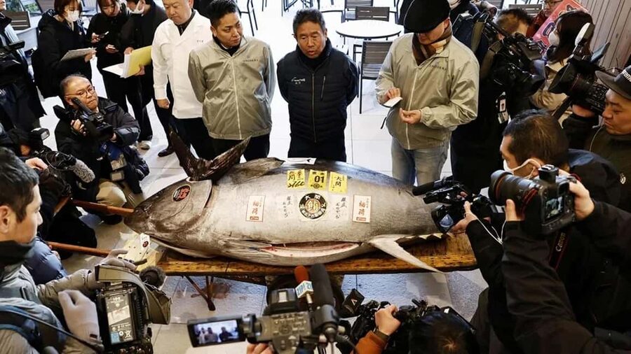 Tokyo: Toyosu Tuna Auction &Tsukiji Market Gourmet Adventure - Tokyo at 5:00 AM: The Best Part Is You Are Awake