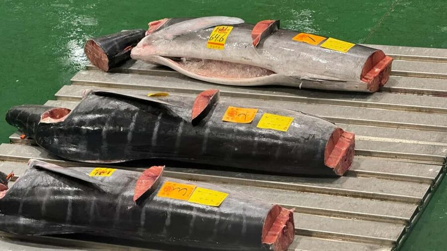 Tokyo: Toyosu Tuna Auction &Tsukiji Market Gourmet Adventure - Toyosu Tuna Auction: Watching Bluefin Grading and the Signal Flow