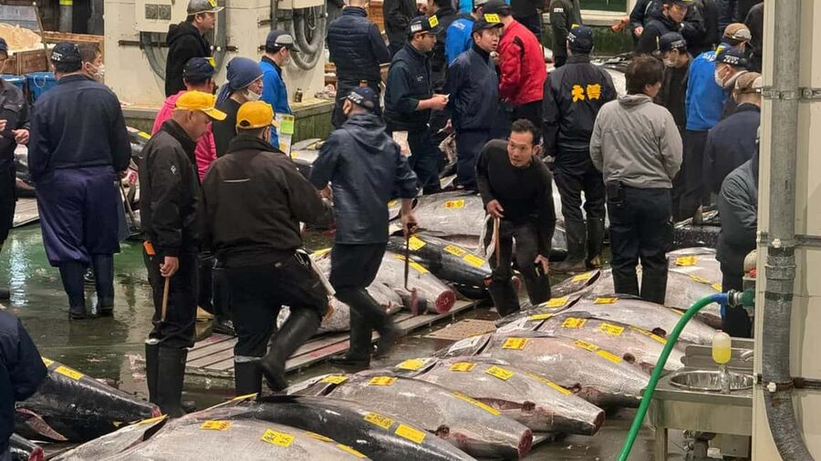 Tokyo: Toyosu Tuna Auction &Tsukiji Market Gourmet Adventure - Price and Value: What $122 Buys You, Really