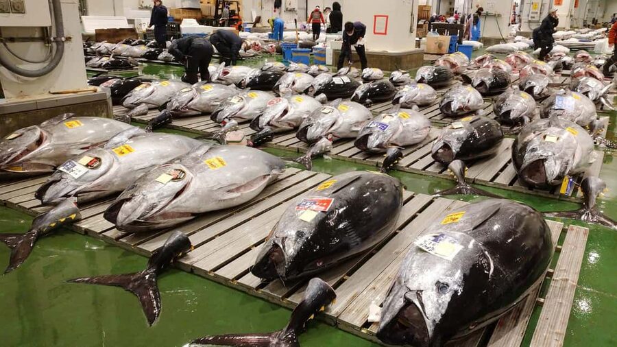 Tokyo: Toyosu Tuna Auction &Tsukiji Market Gourmet Adventure - Meeting Point Details That Save Your Morning
