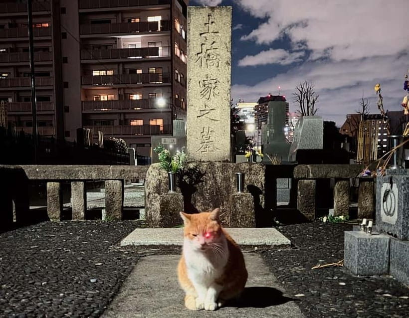 Tokyo: True Crime And Ghost Stories Tour - Kabukicho, Golden Gai, and the Nightlife Tokyo Pretends Doesn’t Exist