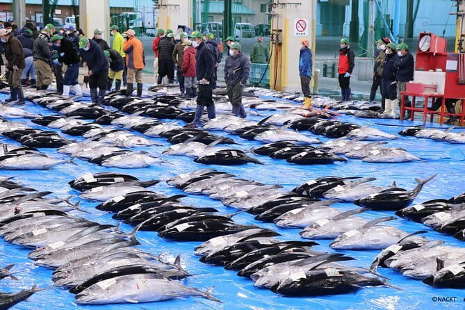 Tuna Auction Market Guided Private Tour in Nachi-Katsuura - Key Points You Should Know Before You Go
