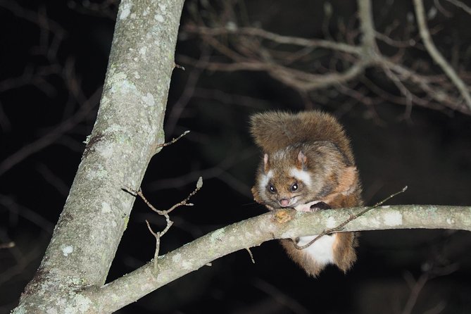 Wild Japanese Flying Squirrel Watching Tour in Nagano - Key Points Worth Knowing Before You Go