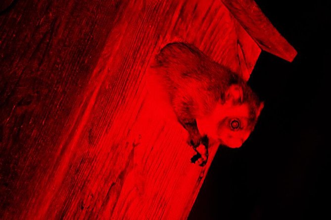 Wild Japanese Flying Squirrel Watching Tour in Nagano - A Musasabi Tour That Starts With Real Clues, Not Guesswork