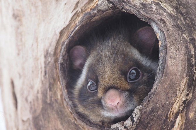Wild Japanese Flying Squirrel Watching Tour in Nagano - Stop 1: Picchio Visitor Center Lesson, What You Learn Before You Look