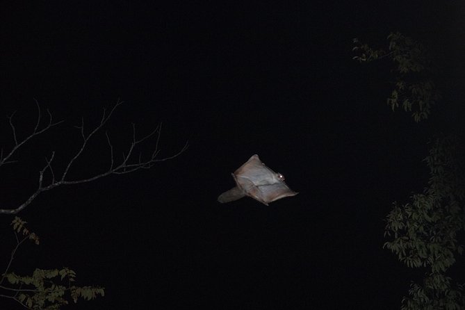 Wild Japanese Flying Squirrel Watching Tour in Nagano - Stop 2: Karuizawa Hoshino Area Walk, Watching for Glides and Gasps