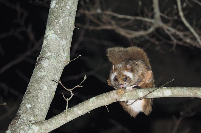 Wild Japanese Flying Squirrel Watching Tour in Nagano - Binoculars, Group Size, and How You Get a Better View