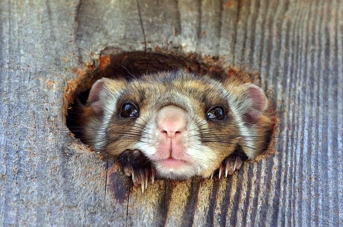 Wild Japanese Flying Squirrel Watching Tour in Nagano - What the Picchio Center Adds to Your Field Seeing