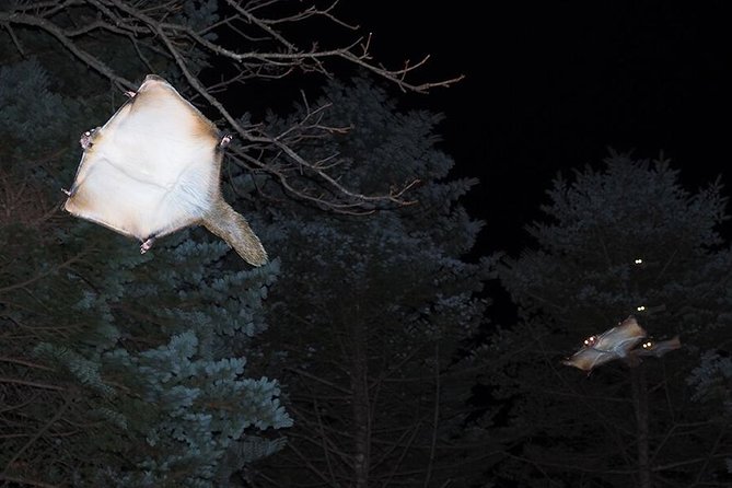 Wild Japanese Flying Squirrel Watching Tour in Nagano - Meeting at Karuizawa Wild Bird Sanctuary (Star Spot for the Start)